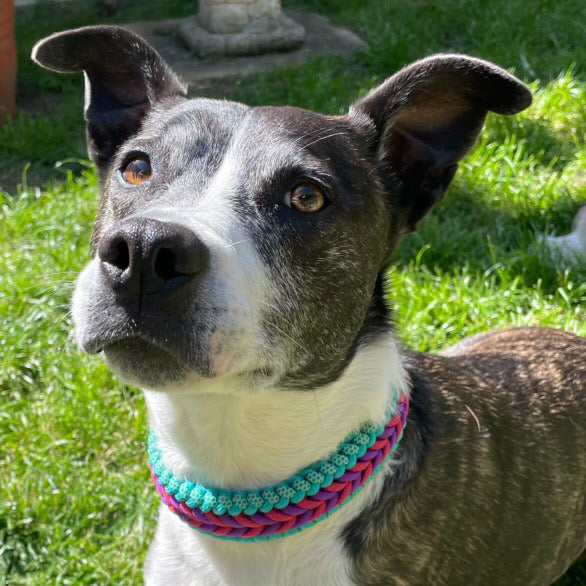 The Barkham Paracord Collar - Custom