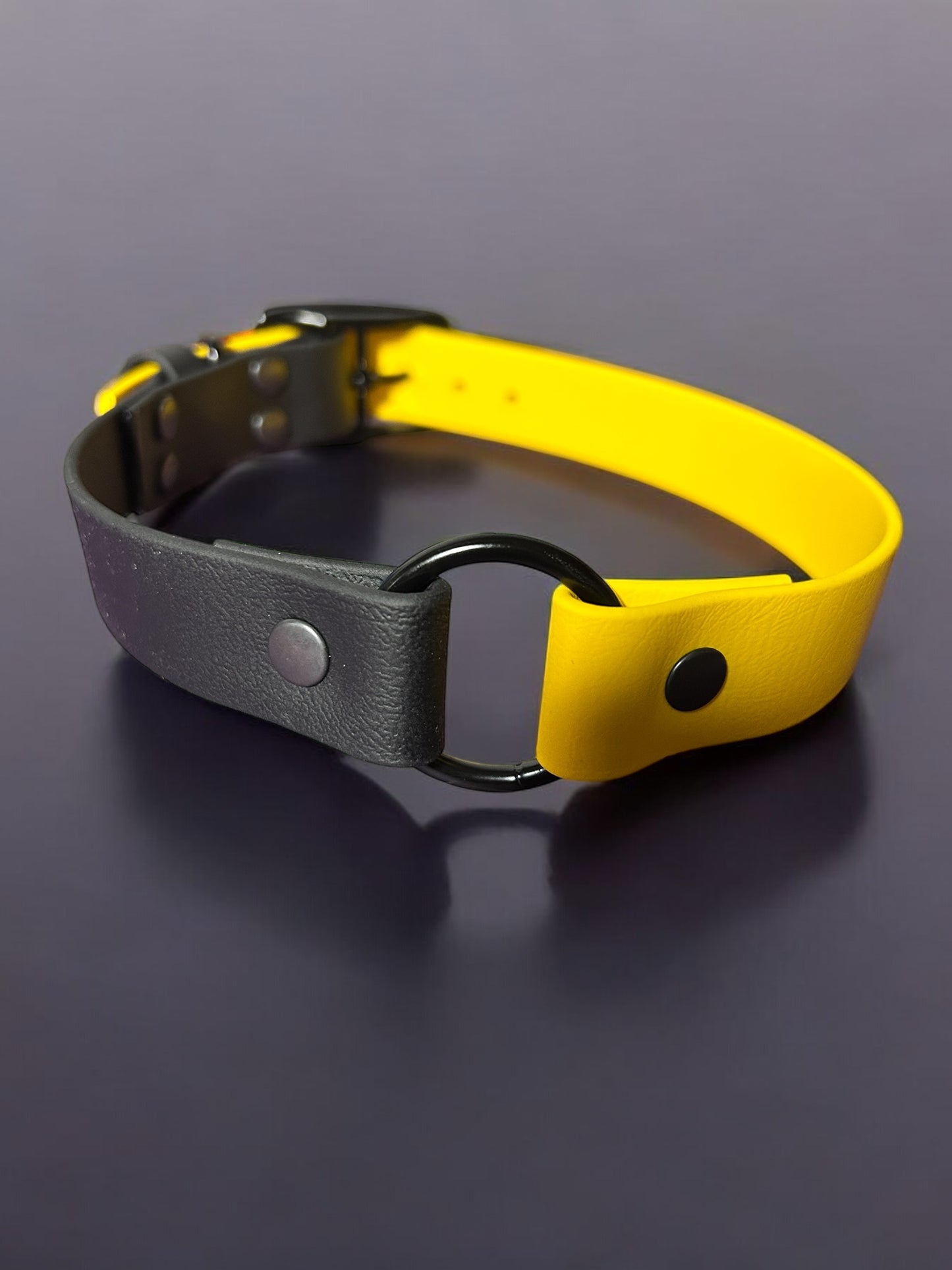 Colour Block Collar - 25mm Wide