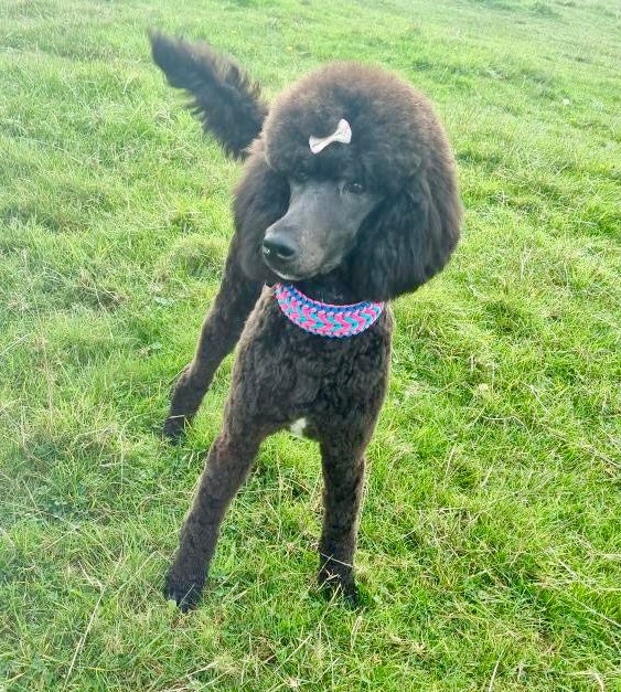 A Black standard poodle wearing a bow and a Barkshire Braids paracord collar in blue and pink