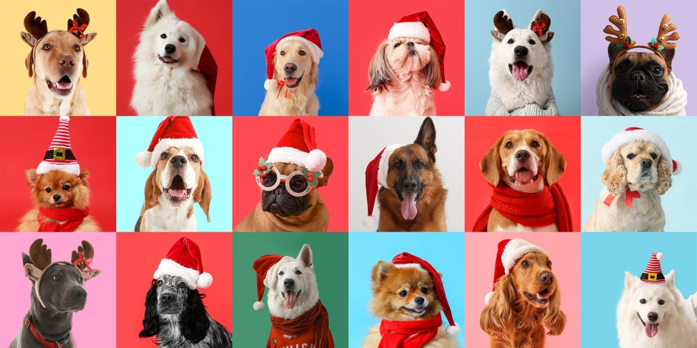 Dogs in Santa hats