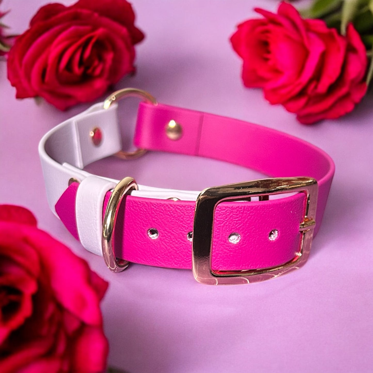 Colour Block Collar - 25mm Wide