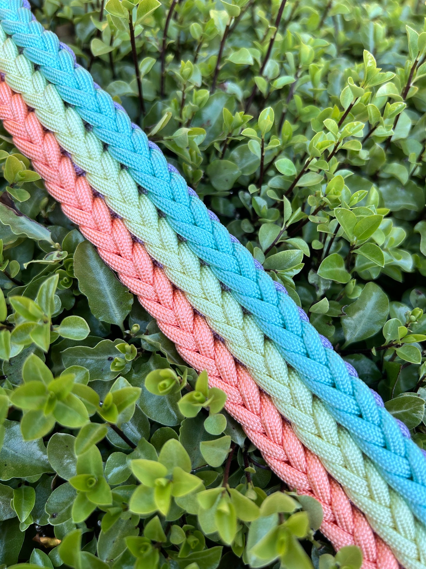 The Dinton Paracord Collar - Custom